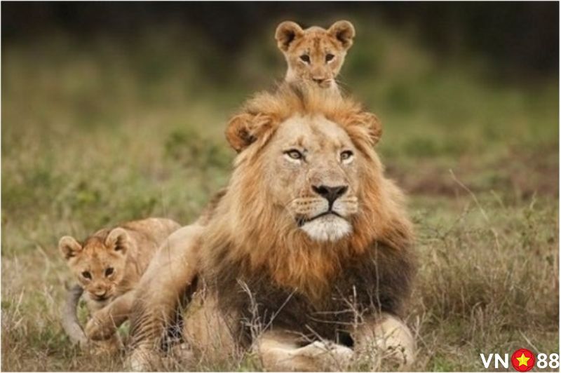 Mộng thấy gia đình sư tử
