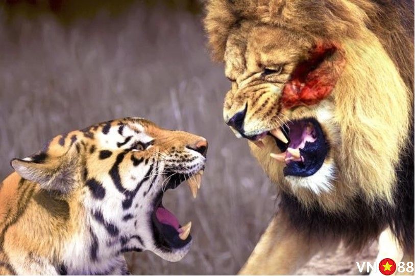 Chiêm bao hổ và sư tử đánh nhau